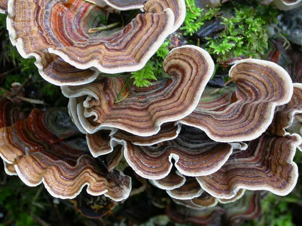 TURKEY TAIL MUSHROOM